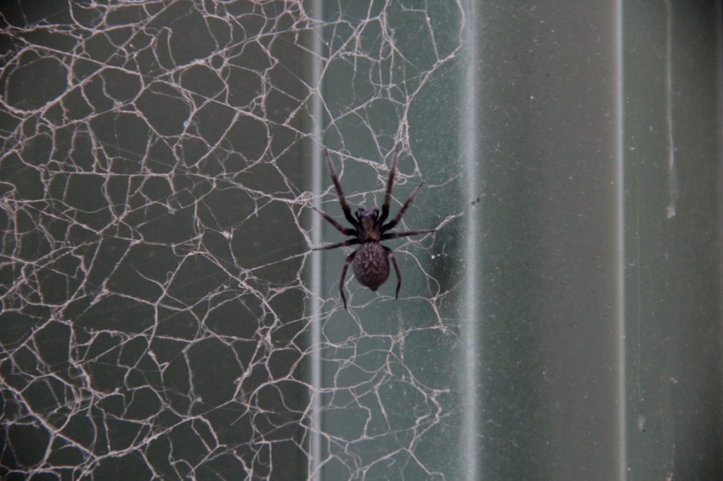 diệt nhện trong nhà xưởng